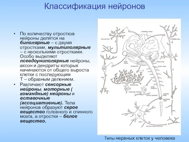 Классификация нейронов По количеству отростков нейроны делятся на биполярные – с