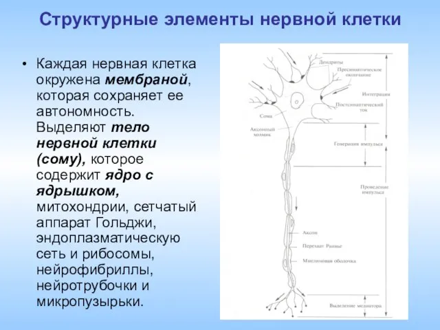 Структурные элементы нервной клетки Каждая нервная клетка окружена мембраной, которая сохраняет