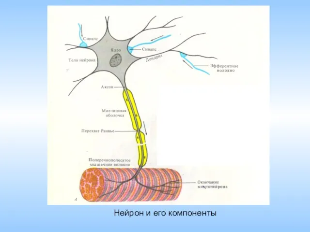 Нейрон и его компоненты