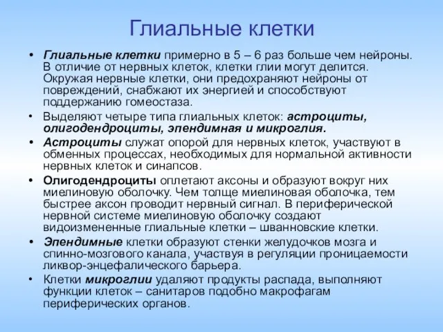 Глиальные клетки Глиальные клетки примерно в 5 – 6 раз больше