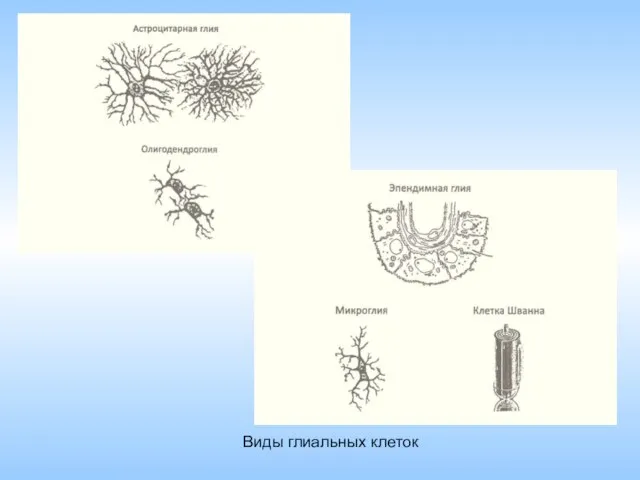 Виды глиальных клеток