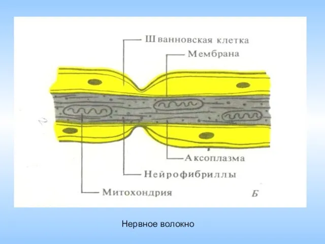 Нервное волокно