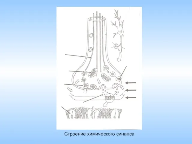 Строение химического синапса