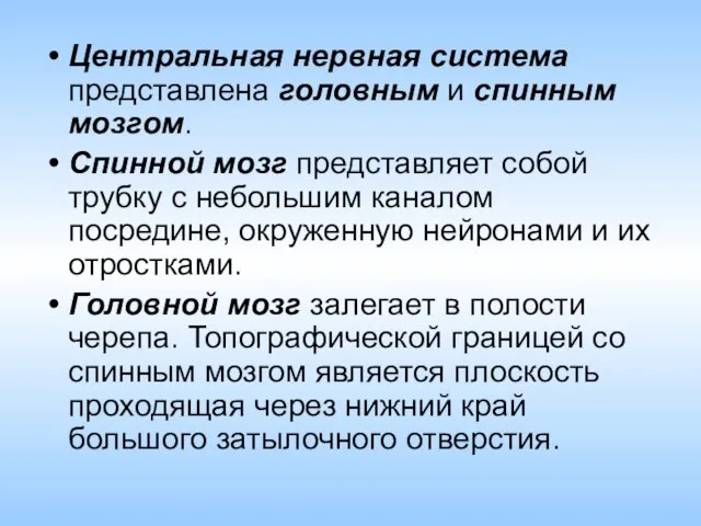 Центральная нервная система представлена головным и спинным мозгом. Спинной мозг представляет