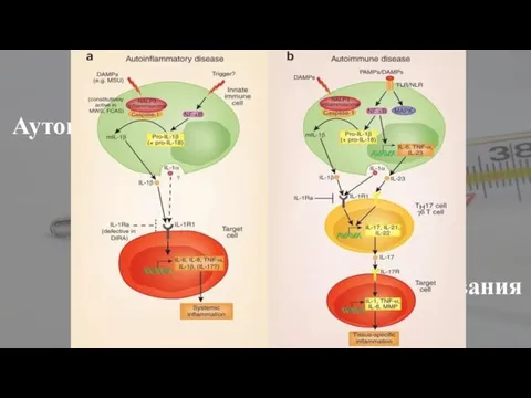 Аутоиммунные заболевания ? Аутовоспалительные заболевания