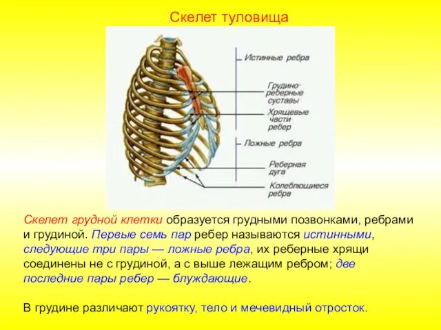 Скелет грудной клетки образуется грудными позвонками, ребрами и грудиной. Первые семь