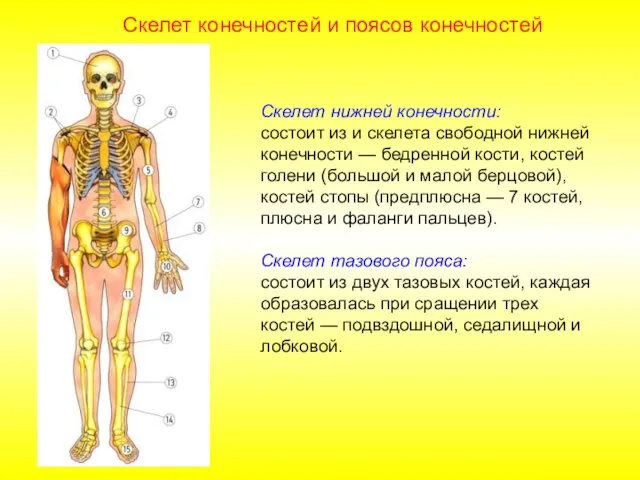 Скелет нижней конечности: состоит из и скелета свободной нижней конечности —