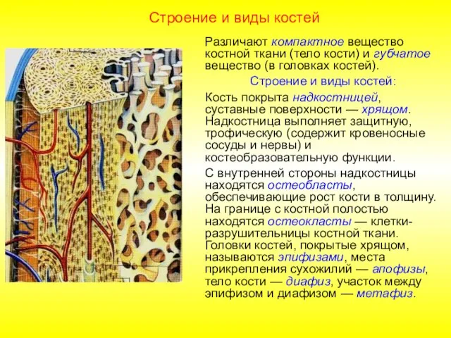 Строение и виды костей Различают компактное вещество костной ткани (тело кости)