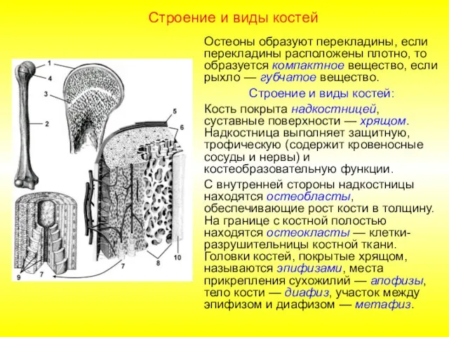 Строение и виды костей Остеоны образуют перекладины, если перекладины расположены плотно,