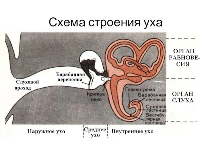 Схема строения уха