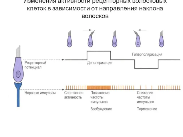 Изменения активности рецепторных волосковых клеток в зависимости от направления наклона волосков