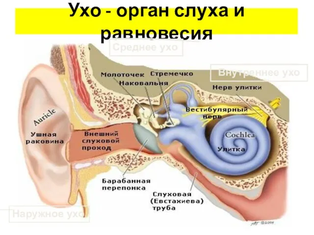 Ухо - орган слуха и равновесия Наружное ухо Среднее ухо Внутреннее ухо