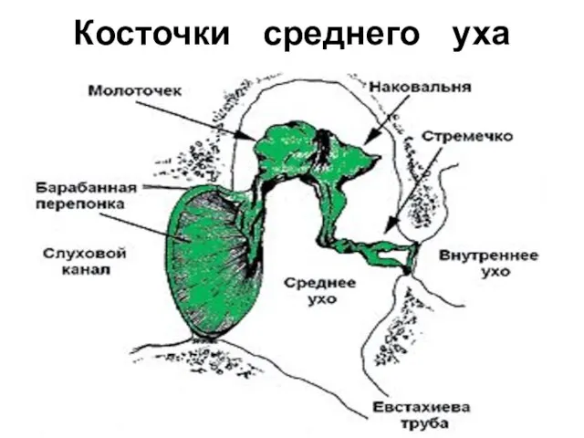 Косточки среднего уха