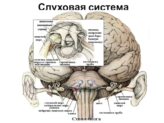 Слуховая система