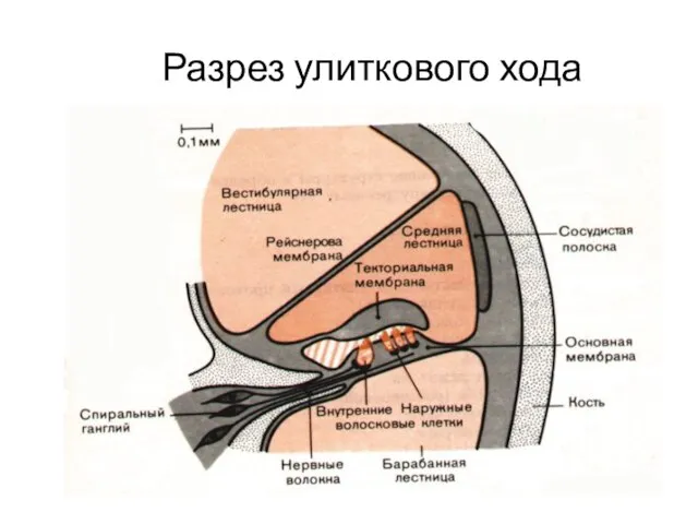 Разрез улиткового хода