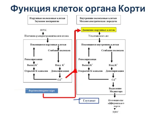 Функция клеток органа Корти Глутамат Верхнеоливарное ядро