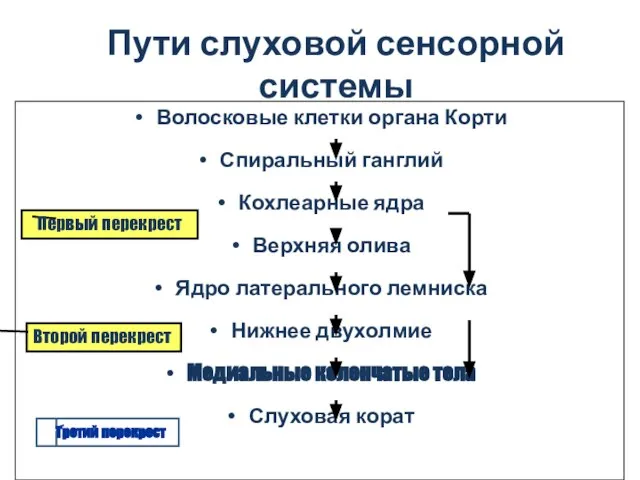 Пути слуховой сенсорной системы Волосковые клетки органа Корти Спиральный ганглий Кохлеарные