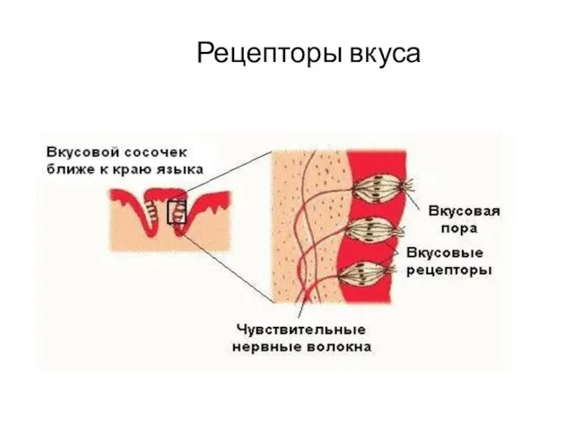 Рецепторы вкуса