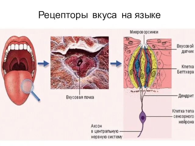 Рецепторы вкуса на языке