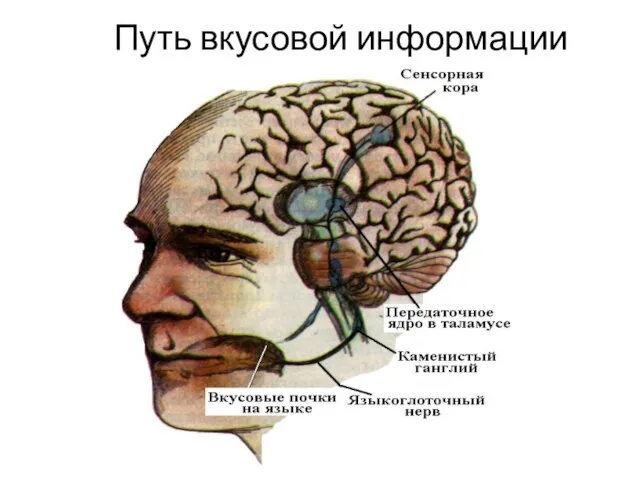 Путь вкусовой информации