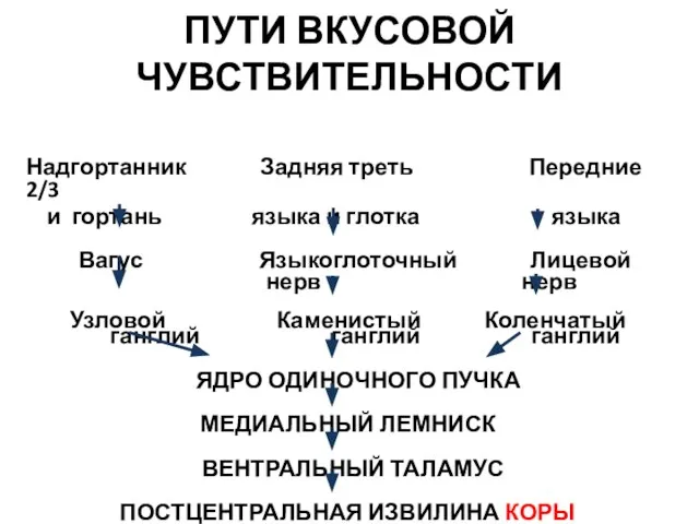 ПУТИ ВКУСОВОЙ ЧУВСТВИТЕЛЬНОСТИ Надгортанник Задняя треть Передние 2/3 и гортань языка