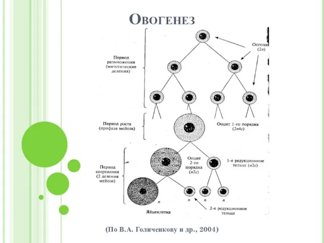 Овогенез (По В.А. Голиченкову и др., 2004)