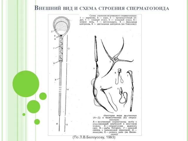 Внешний вид и схема строения сперматозоида (По Л.В.Белоусову, 1993)