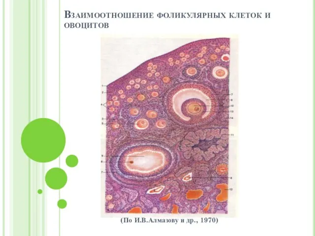 Взаимоотношение фоликулярных клеток и овоцитов (По И.В.Алмазову и др., 1970)