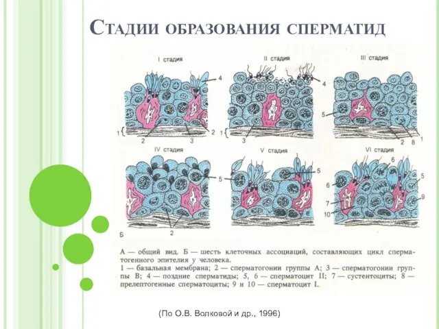 Стадии образования сперматид (По О.В. Волковой и др., 1996)