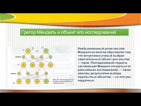 Грегор Мендель и объект его исследований Необыкновенный успех опытов Менделя во