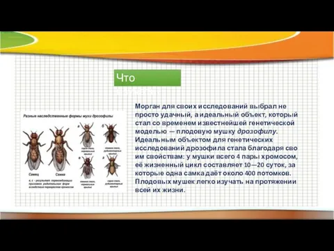 Что изучать? Морган для своих исследований выбрал не просто удачный, а