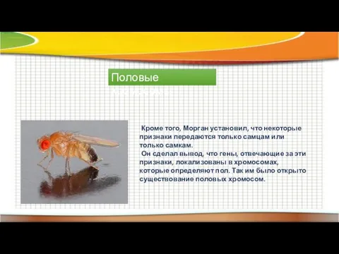 Половые хромосомы Кроме того, Морган установил, что некоторые признаки передаются только