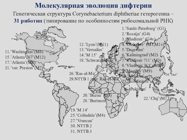 Молекулярная эволюция дифтерии Генетическая структура Corynebacterium diphtheriae гетерогенна – 31 риботип