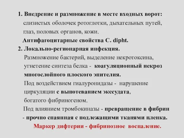 1. Внедрение и размножение в месте входных ворот: слизистых оболочек ротоглотки,