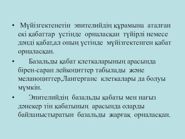 Мүйізгектенетін эпителийдің құрамына аталған екі қабаттар үстінде орналасқан түйірлі немесе дәнді