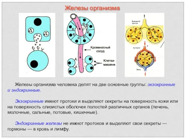 Железы организма человека делят на две основные группы: экзокринные и эндокринные.