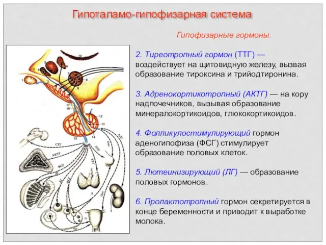 Гипофизарные гормоны. 2. Тиреотропный гормон (ТТГ) — воздействует на щитовидную железу,