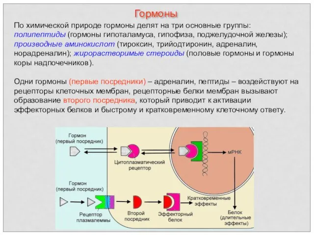 По химической природе гормоны делят на три основные группы: полипептиды (гормоны