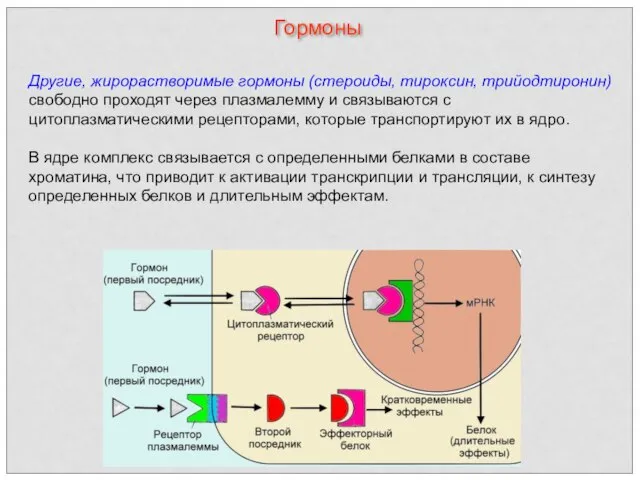 Другие, жирорастворимые гормоны (стероиды, тироксин, трийодтиронин) свободно проходят через плазмалемму и