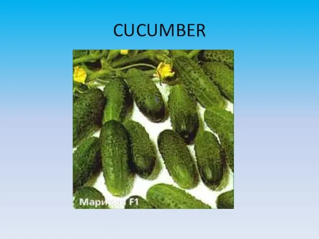 CUCUMBER