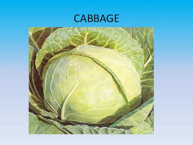 CABBAGE