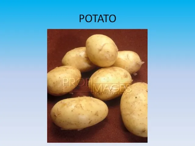 POTATO