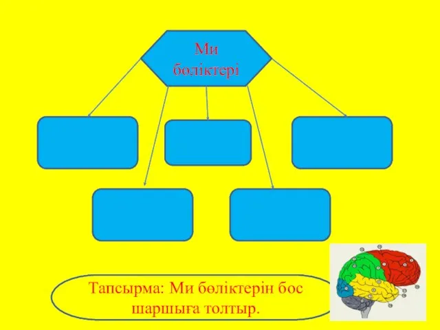 Ми бөліктері Тапсырма: Ми бөліктерін бос шаршыға толтыр.