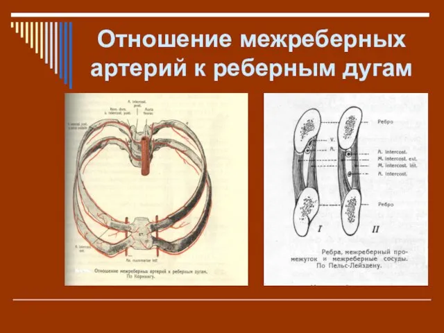 Отношение межреберных артерий к реберным дугам