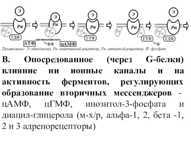 В. Опосредованное (через G-белки) влияние ни ионные каналы и на активность