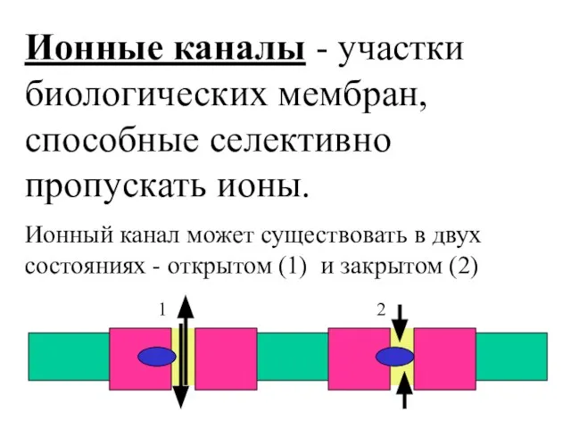 Ионные каналы - участки биологических мембран, способные селективно пропускать ионы. Ионный