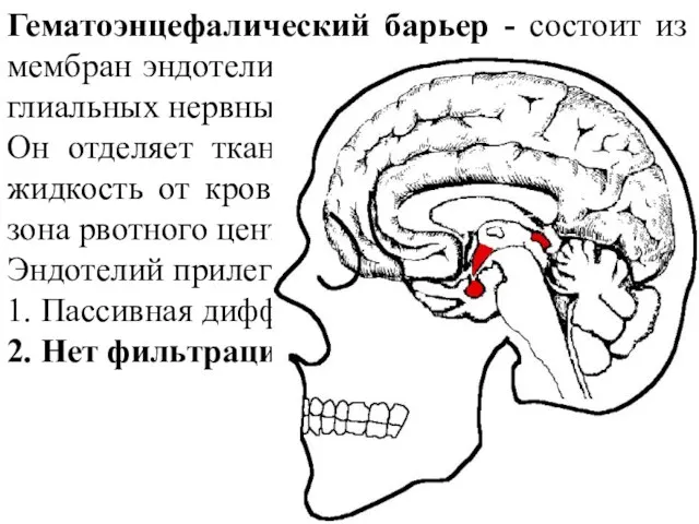 Гематоэнцефалический барьер - состоит из мембран эндотелия сосудов головного мозга и