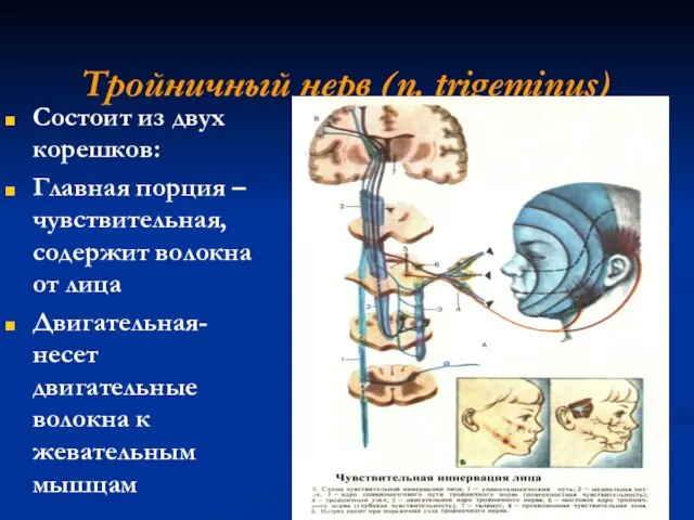 Тройничный нерв (n. trigeminus) Состоит из двух корешков: Главная порция –