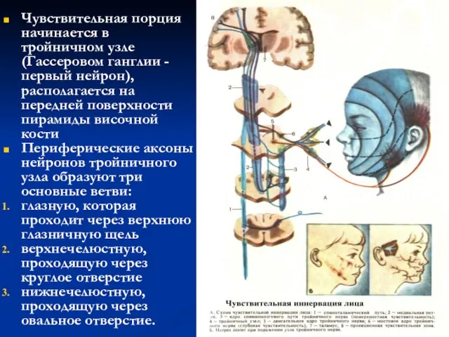 Чувствительная порция начинается в тройничном узле (Гассеровом ганглии - первый нейрон),