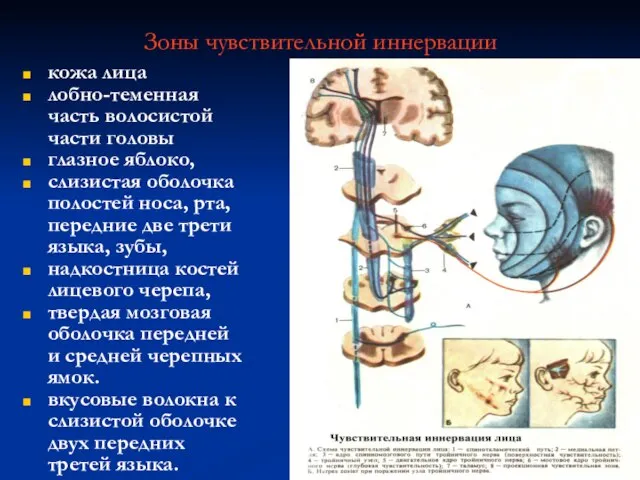 Зоны чувствительной иннервации кожа лица лобно-теменная часть волосистой части головы глазное